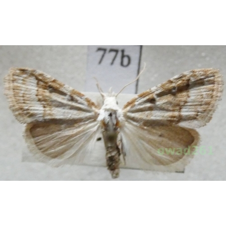 Nola aerugula (Hübner, 1793) Czech77b
